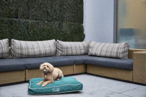 World-wide-web Exclusive: New York resort features choices for four-legged close friends